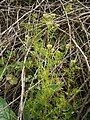 Cardamine impatiens