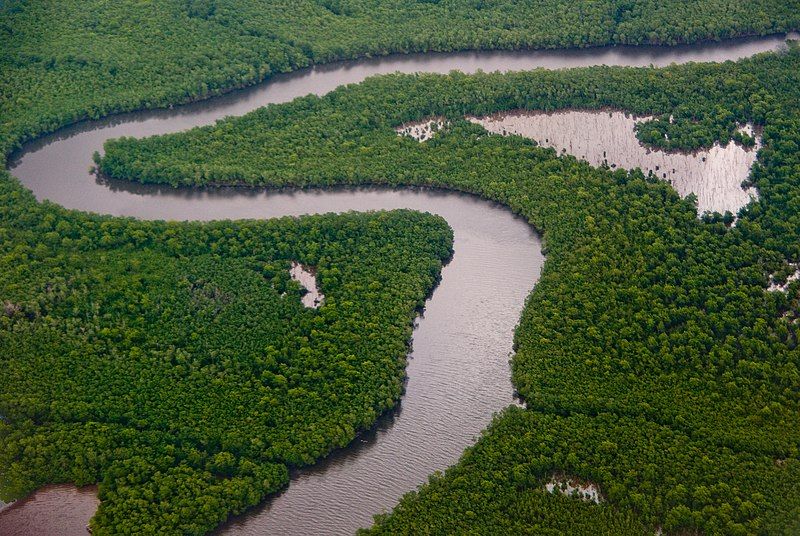 File:Caroni Swamp Trinidad.jpg