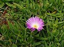 Carpobrotus glaucescens