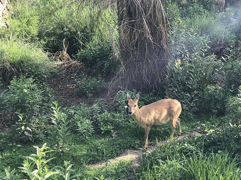 File:Central zoo, Jawalakhel.jpg