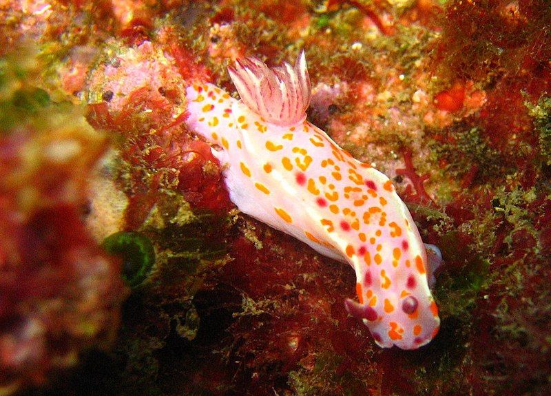 File:Ceratosoma amoena 1.jpg