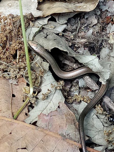 File:Chalcides mertensi.jpg