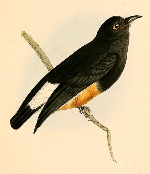 File:Chelidoptera tenebrosa 1841.jpg