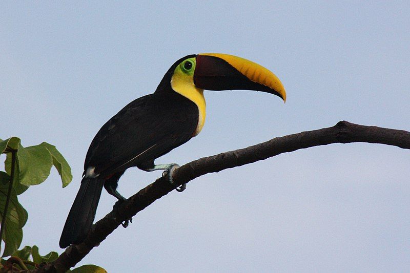 File:Chestnut-mandibled toucan.JPG