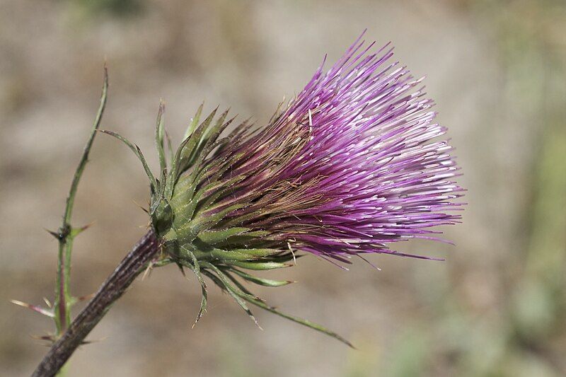 File:Cirsium andersonii.jpg