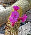 Cleistocactus icosagonus