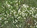 Cochlearia officinalis