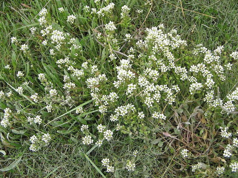 File:Cochlearia officinalis01.jpg