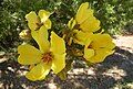 Cochlospermum fraseri flowers