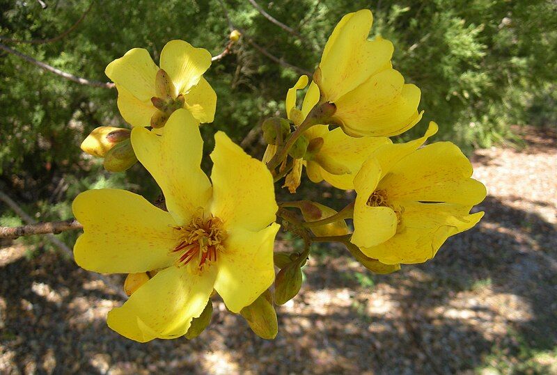 File:Cochlospermum fraseri flowers.jpg