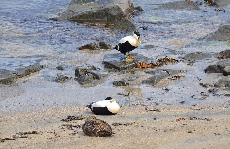 File:Common eider, Iceland.jpg