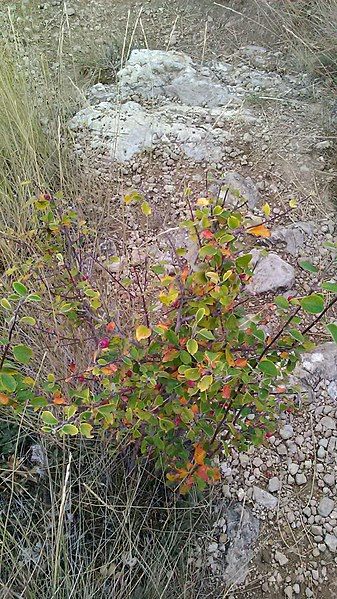 File:Cotoneaster tauricus 52592888.jpg