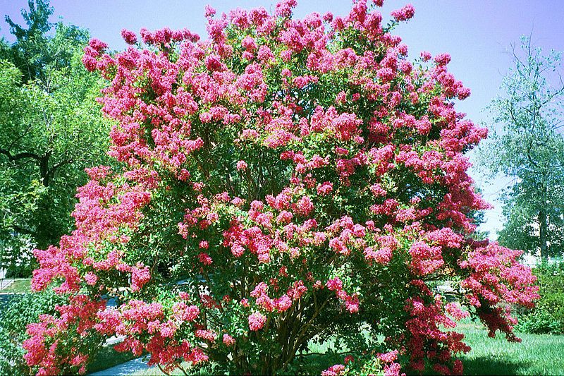 File:Crepe Myrtle (Maryland).jpg