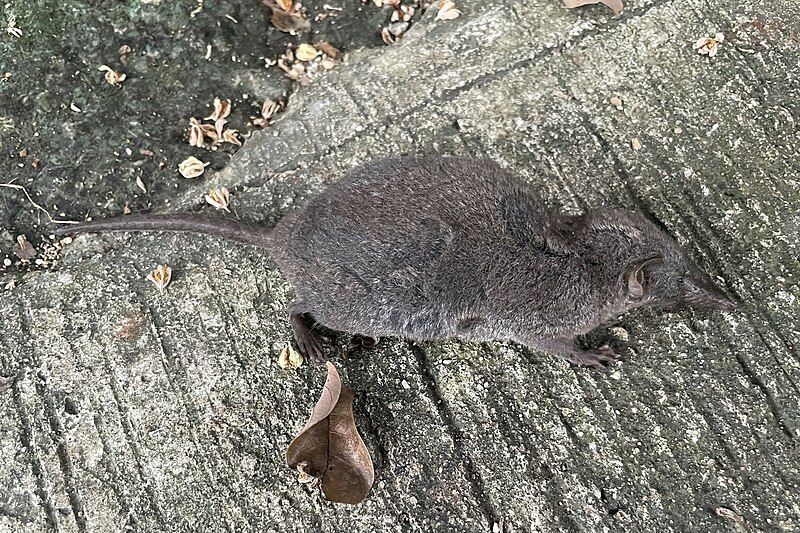 File:Crocidura tanakae.jpg