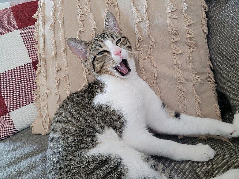 File:Cyprus Cat Yawning.jpg