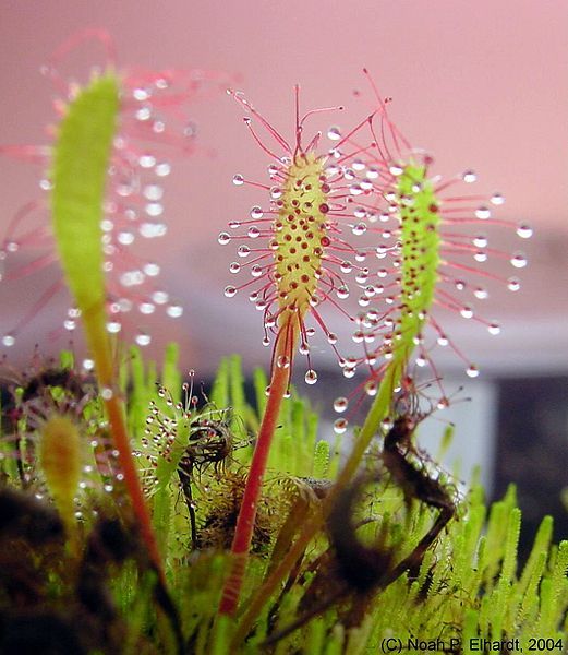 File:Drosera anglica Kauai.jpg