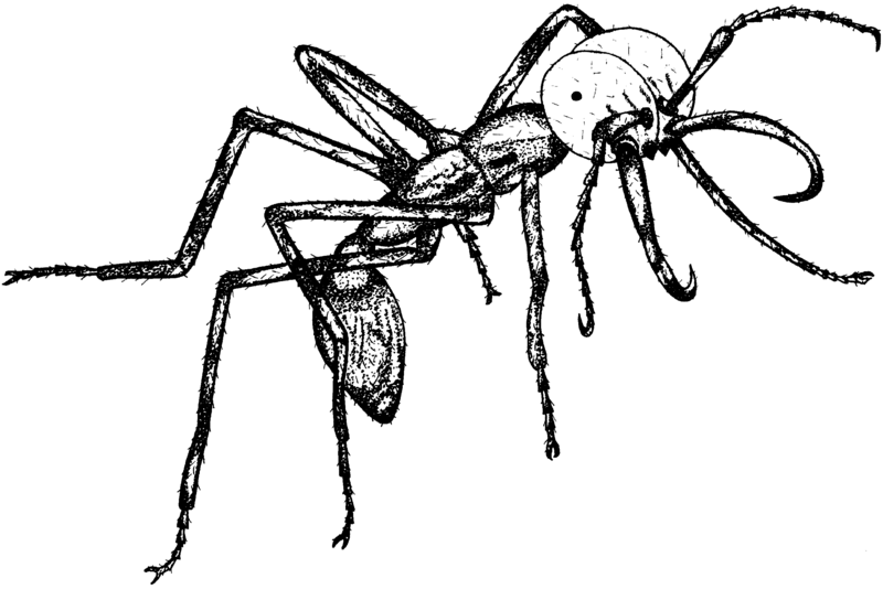 File:Eciton burchellii Illustration.png