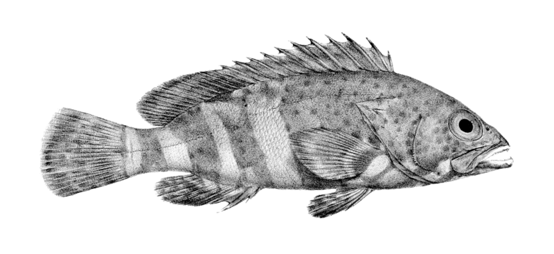 File:Epinephelus stoliczkae (Day).png