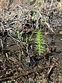 Marsh horsetail in Kythira