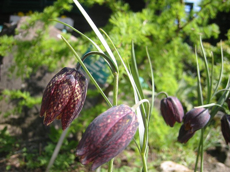 File:Fritillaria montana 01HD.jpg