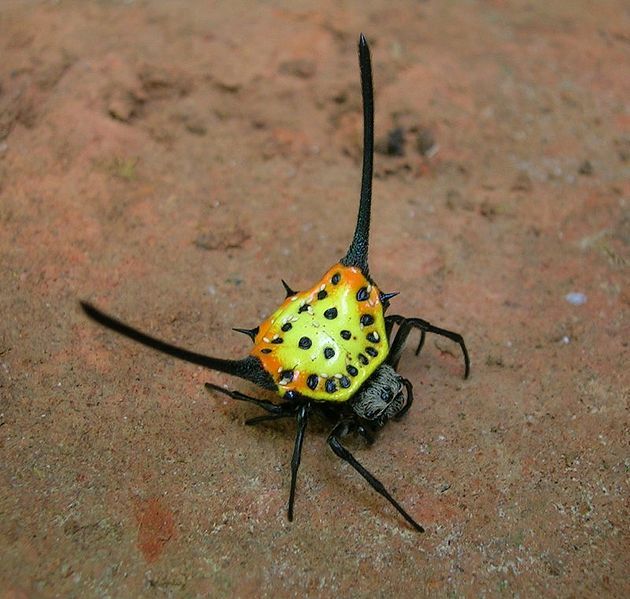 File:Gasteracantha dalyi.jpg