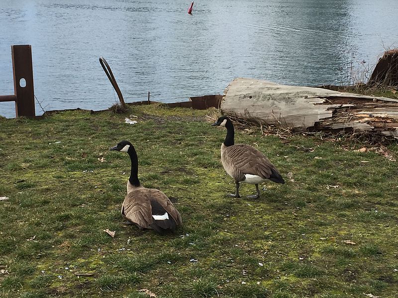 File:Geese, March 2017.jpg