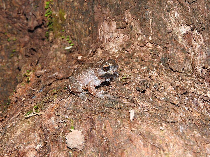 File:Ghat's-frog-matheran.jpg