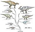 Image 18 Hadrosauroidea Image credit: Debivort Representative dinosaurs of the Hadrosauroidea superfamily. The family Hadrosauridae contains the dinosaurs commonly known as "duck-billed" dinosaurs. They were ubiquitous herbivores during the Cretaceous period, and prey to theropoda such as Tyrannosaurus. The individual drawings represent typical genera. All these groups were alive in the late Cretaceous, and are generally known only from a single fossil site. Animals are shown to scale. More selected pictures