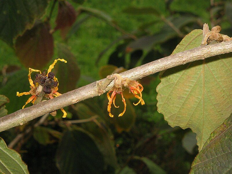 File:Hamamelis 'Jelena' herfst04.jpg