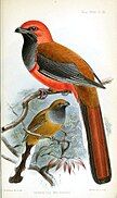 Whitehead's trogons: male (top) and female (below)