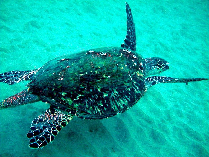 File:Hawksbill Turtle 1.jpg