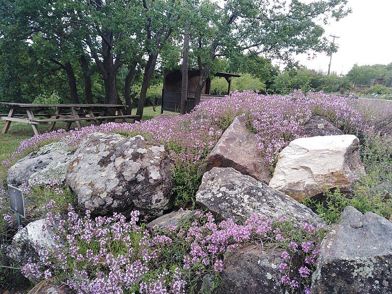 File:Hellenic Thyme Rockery.jpg