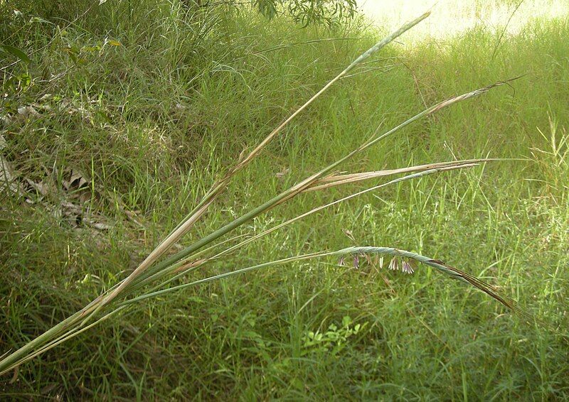 File:Heteropogon triticeus flowers.jpg