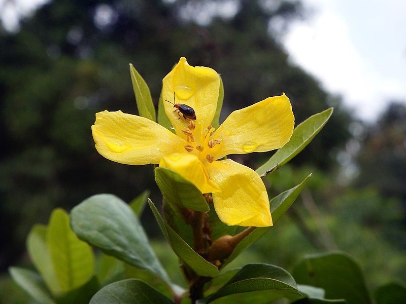 File:Hugonia mystax (21891972502).jpg