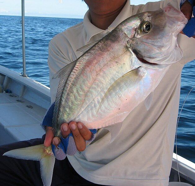 File:Imposter trevally 2.jpg