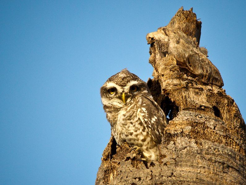 File:Indian spotted owlet.jpg