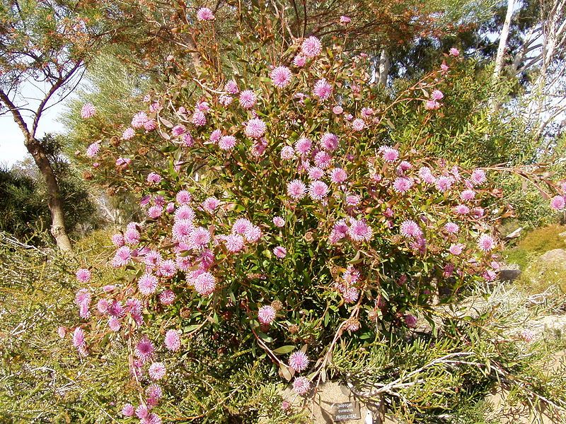 File:Isopogon cuneatus 01.jpg