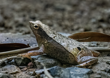 Kalophrynus interlineatus - James Hunt