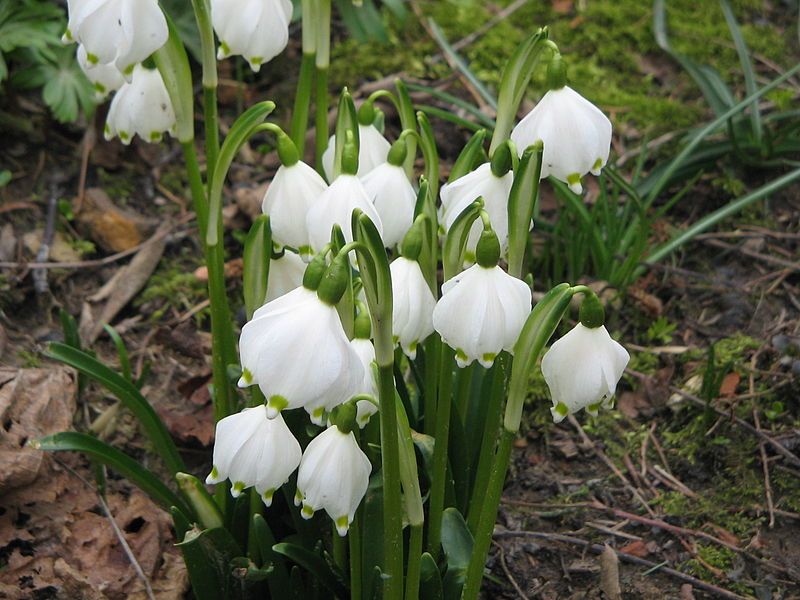 File:Leucojum vernum002.jpg