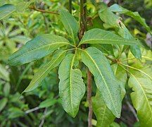 A compound leaf