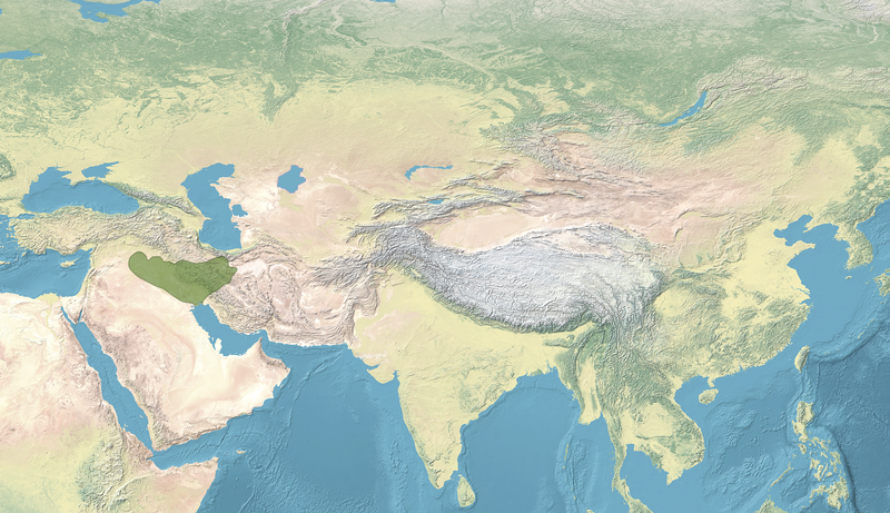 File:Map of Jalayerids.png