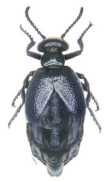 File:Meloe brevicollis.jpg