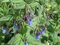 Mertensia ciliata