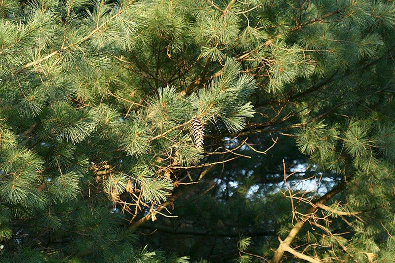 File:Mexican White Pine.jpg