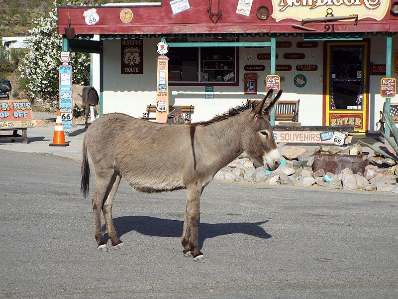 File:Oatman-Burro.jpg