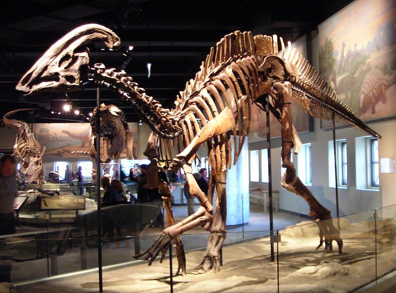 File:Parasaurolophus cyrtocristatus.jpg