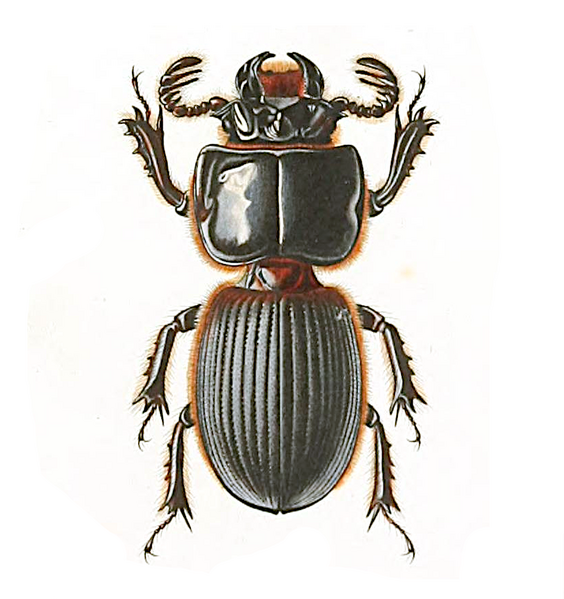 File:Passalus opacipennis Nicolet.png