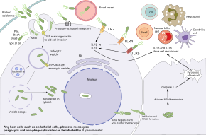 Diagram showing the pathogenesis of melioidosis