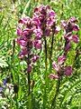 Pedicularis rostratospicata