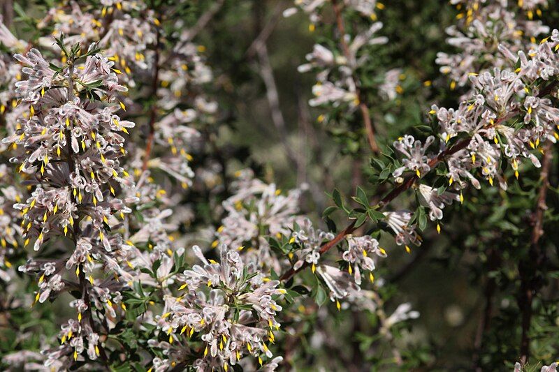 File:Petrophile biloba-Granite Petrophile.JPG